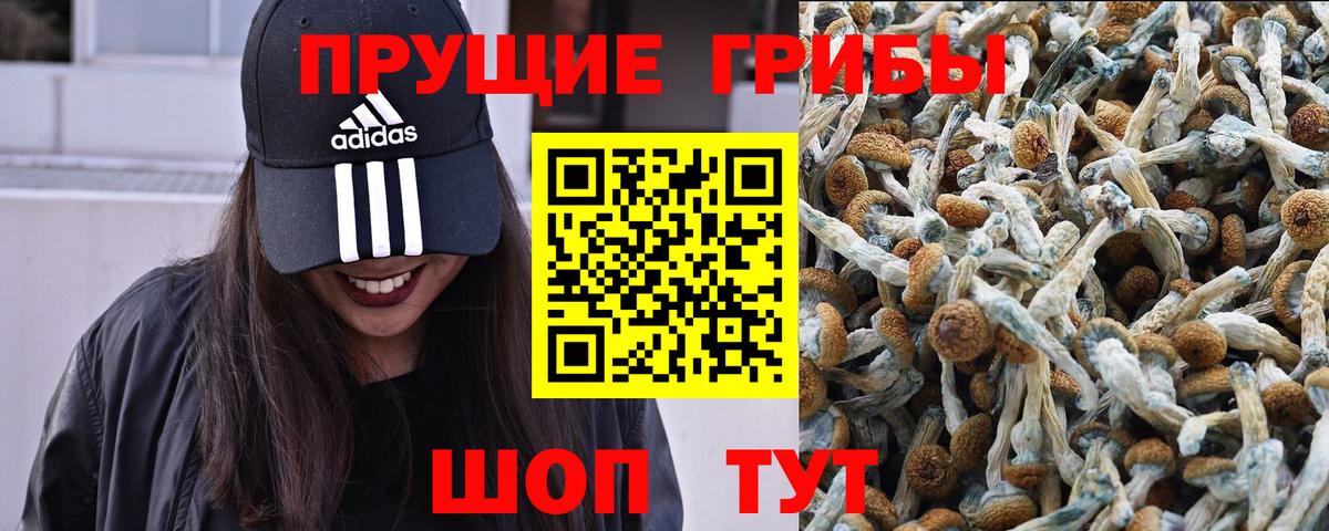 Псилоцибиновые грибы Cubensis Улан-Удэ